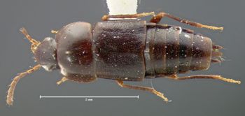 Media type: image;   Entomology 7340 Aspect: habitus dorsal view